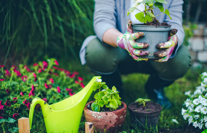 Nurturing Growth: The Critical Role Of Containers In Plant Care